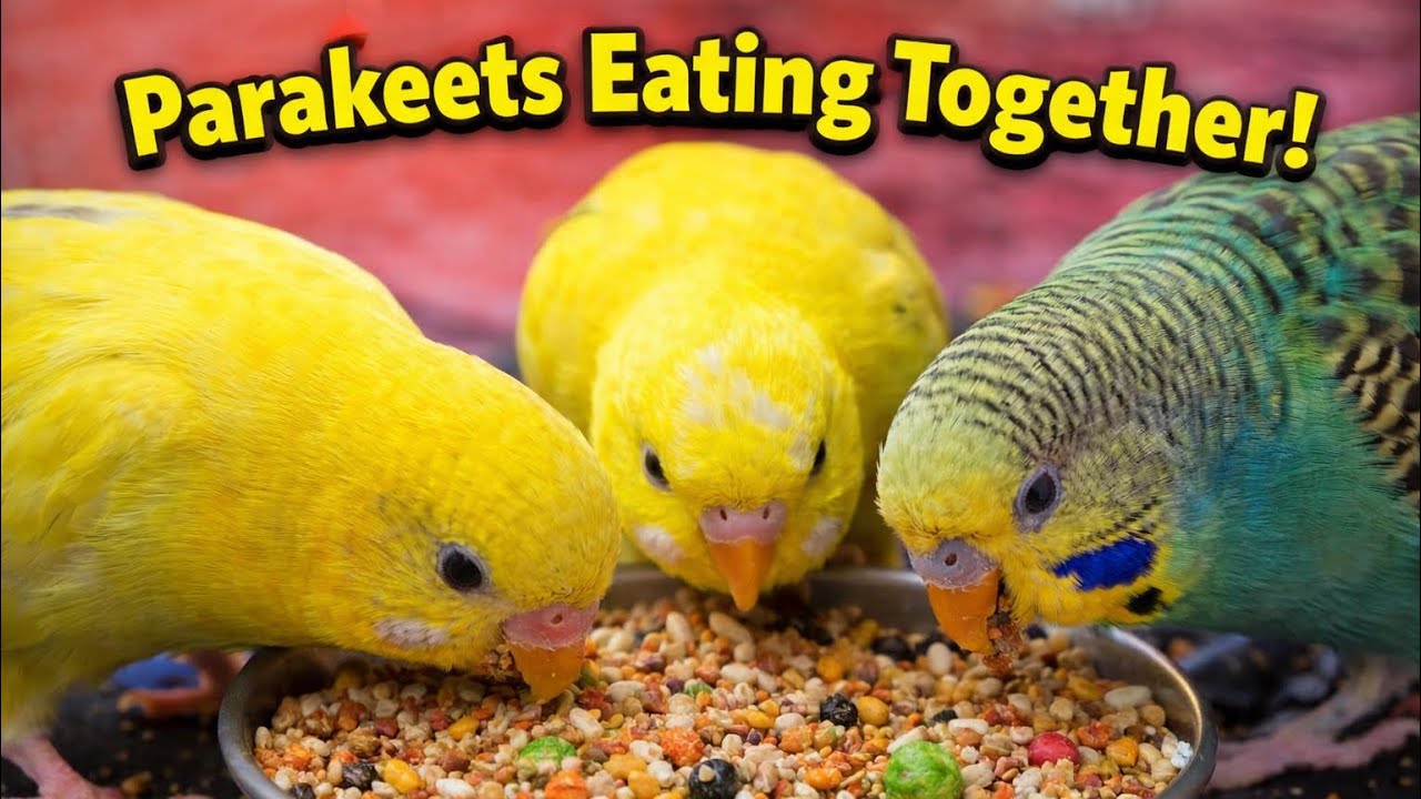 My Cute Birds Eating Happily 🐦 | Cute Moments 🥰🍲