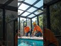 Discover the Benefits of Professional Pool Enclosures for Your Myrtle Beach Home