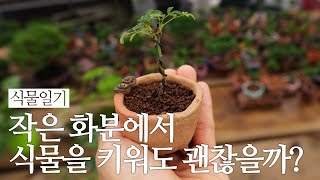 식물 키울 때 화분을 작게 써도 괜찮을까요? 분재 전문가가 알려주는 식물 작게 키우는 법 (feat. 뿌리와 화분 크기에 대하여) | 식물일기 ep.74