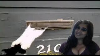 Reddit loves Cats so here is one battling the USPS  CAT Got Claws ?!