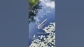 Gator drags huge Burmese python through Florida Everglades #Shorts