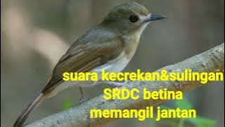 SRDC BETINA..lllmemanggil burung jantan burung bahan Suara pikat betina burung SRDC