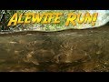 Maine Alewife Run | JONATHAN BIRD'S BLUE WORLD