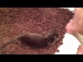 カワウソ劇場 赤ちゃんはゴロゴロ♬