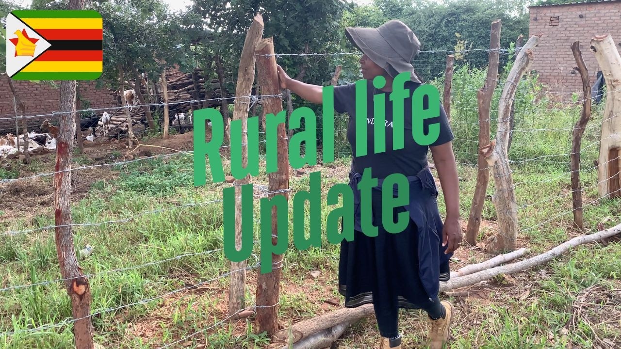 Journey of our papayas | From Mutoko to Hurungwe