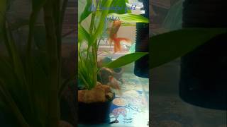 goldfish aquarium setup#pet man  #aquarium hobbies 😄😀