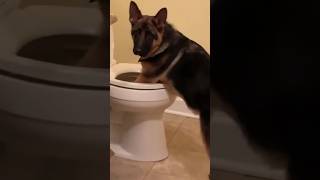 Funny animal videos 2023🤣 Funny cat videos🐈 and dogs🐕 Funny videos Part 5 #shorts #cats #dogs