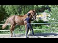 How to teach your horse to piaffe in hand