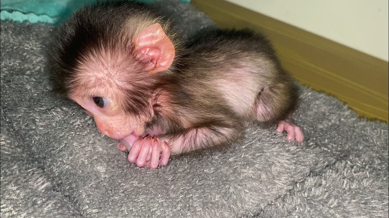 NEWBORN PIG TAILED BABY MONKEY HE IS HELPLESS AND VERY USEFUL
