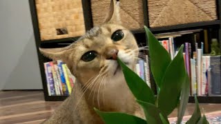 【謎】サカキに反応する猫のキビ