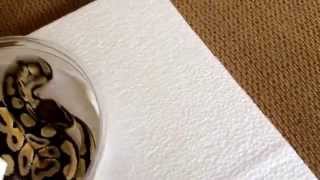 Celebrity BALL PYTHON UNBOXING !!! Royal constrictors designs Profile