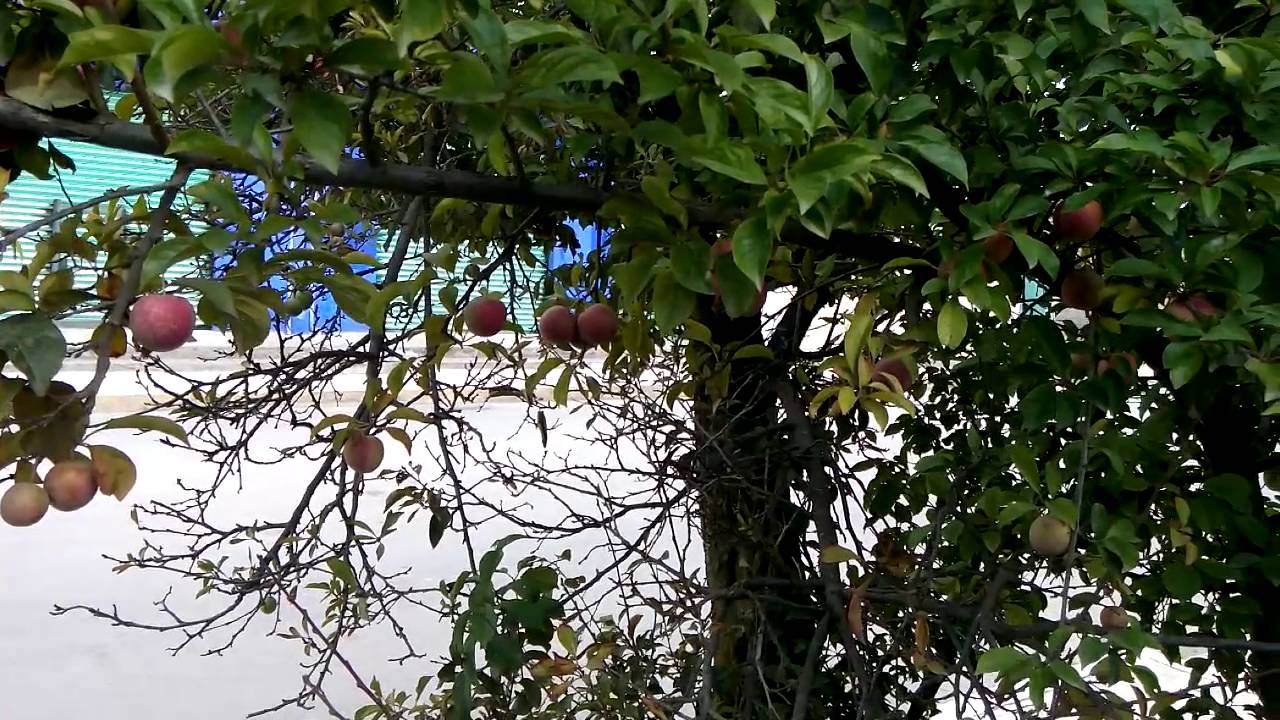 Árbol de ciruelo roja - YouTube