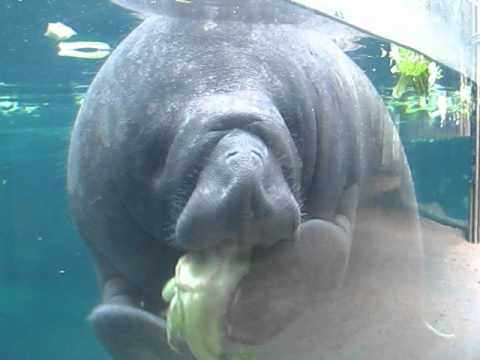 baby manatee eating lettuce youtube