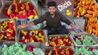 Colourful chicks ki Pori Dukan khareed li?
