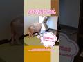 家畜衛生保健所の方達を喜んでお出迎えするマイクロブタ A micro pig cheerfully greetingthe Livestock Hygiene Service Center staff