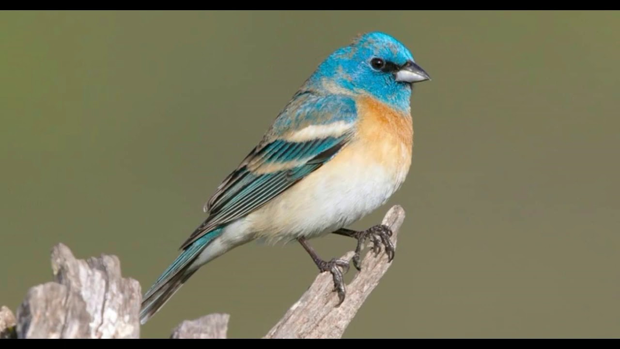 Lazuli Bunting song 