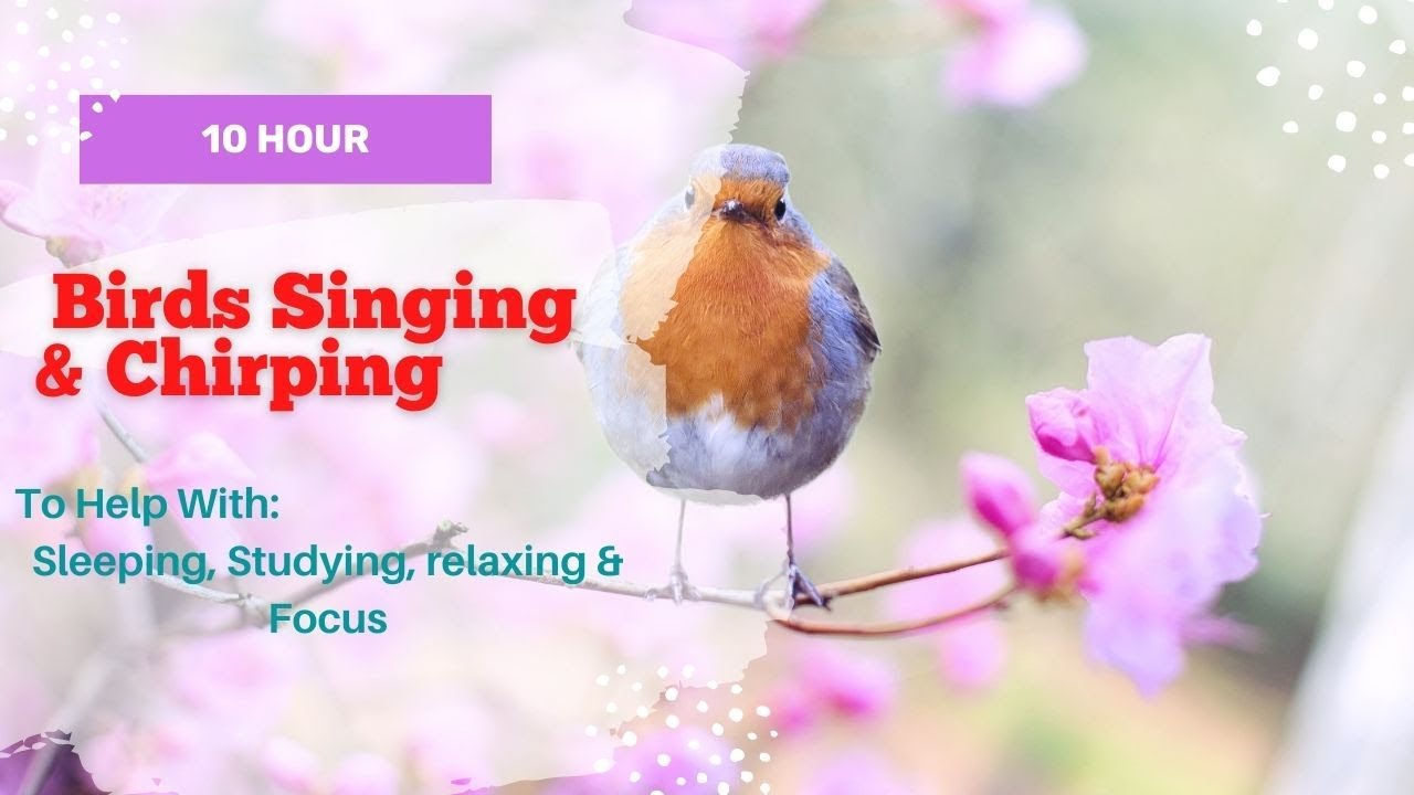 Birds Singing & Chirping | 10 Hours | Nature Sounds for Sleeping ...