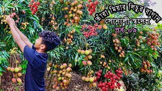 A Lychee Farm in Bangladesh Village And Litchi Cultivation | Sunali Sodesh Ep 09