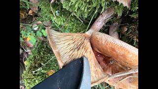 Living Monster Inside a Poisonous Mushroom… A Hidden microsystem