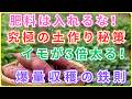 【成功確定】土をいじりすぎるな！サツマイモを3倍太らせる「極限の土作り」：放置でも爆量収穫するための鉄則！