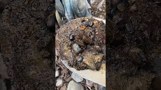 First day high banking in 2026 and I found a picker on the shovel. #highbanking #sluice #goldmining