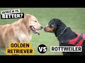 Golden Retriever vs. Rottweiler: Which is Better?