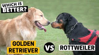 Golden Retriever vs. Rottweiler: Which is Better?