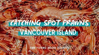 Catching Over 600 Spot Prawns and Sidestripe Shrimp! | Vancouver Island BC