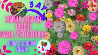 Zinnia - Zinya - Kirli Hanım Çiçeği Tohumdan Nasıl Yetiştirilir