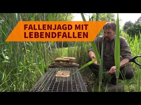 Video: Wie Man Einen Köder Für Einen Fuchs Baut