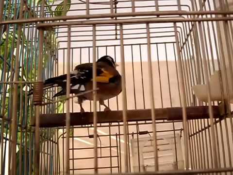 Sm3 O 7kam الحسون Putter Hassoun Distelvink M9inin Chardonneret