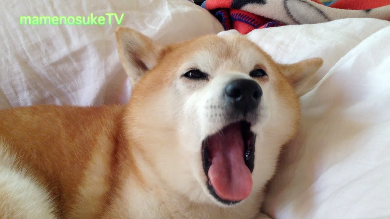 Image result for shiba inu Yawning