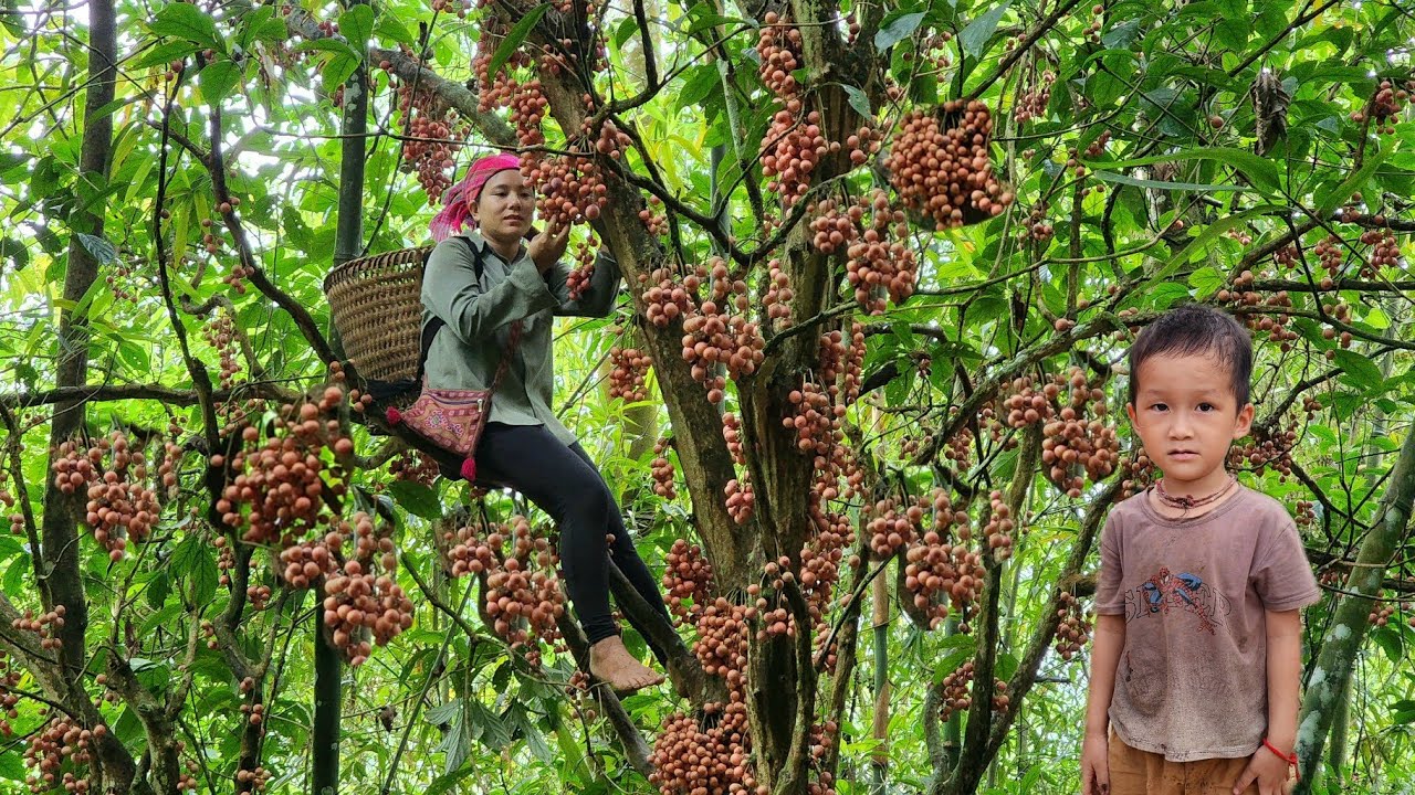 Single mother harvests giant fruits to sell at market - daily life ...
