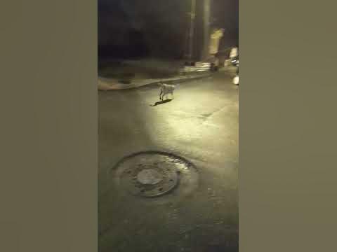 BAK BAK DAYIYI ISIRMAYA ÇALIŞIYOR - YouTube