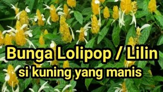 Bunga lolipop / bunga lilin