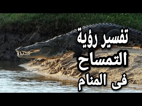 تفسير رؤية التمساح ما معنى حلم التمساح فى المنام