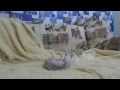 лысое диско