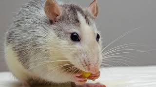 Peppermint Tv How Exercise May Protect Against Alzheimers