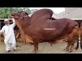 Biggest Bulls of Kamran Samman Cattle Farm