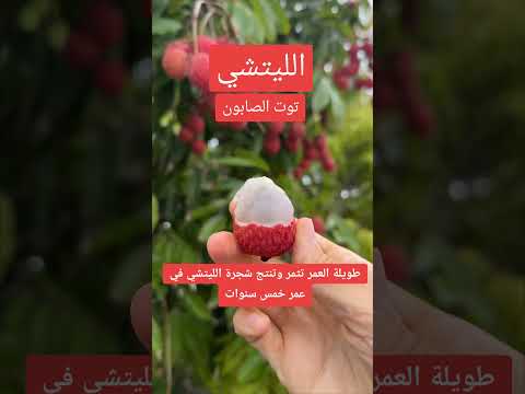 زراعة الليتشي ليتشي    تك توك ترند