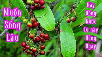 Cây khúc khắc | Heterosmilax gaudichaudiana điều trị các bệnh hiểm nghèo giảm chi phí cho dân