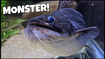 Feeding BIGGEST Gulper Catfish On YouTube!