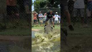 Crocodile Explodes Out Water! @dingodinkelman