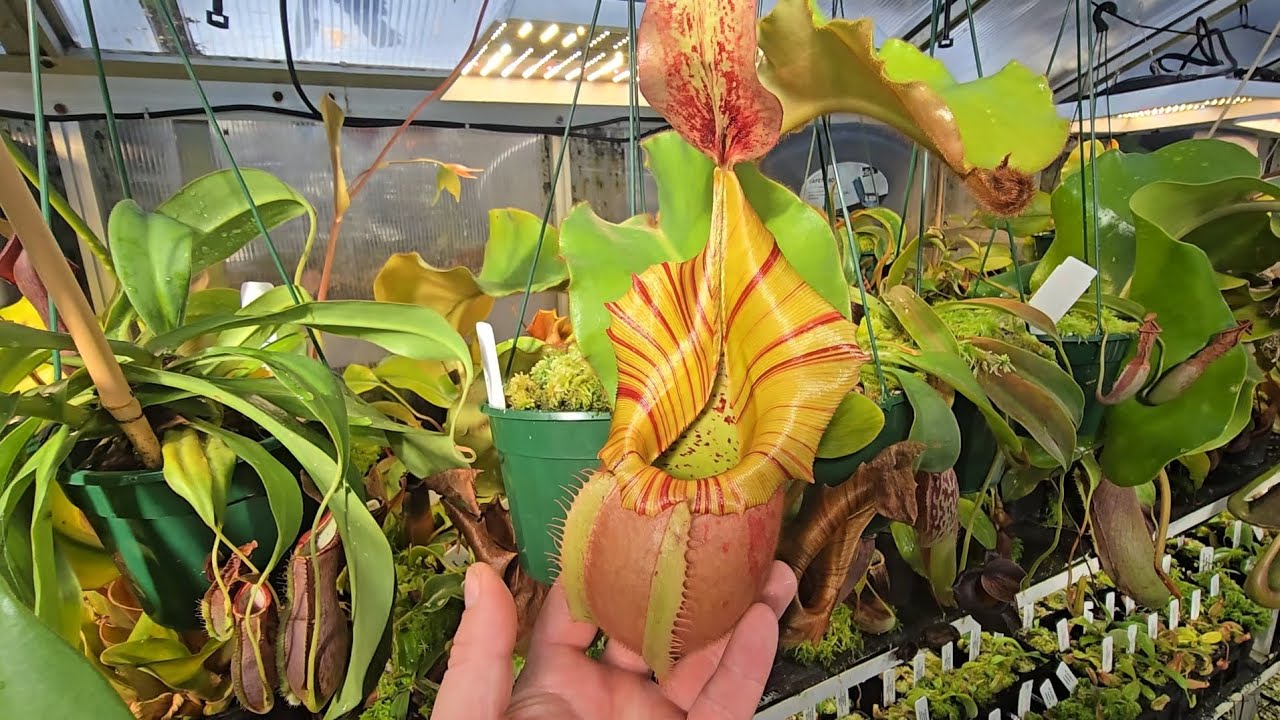 Quick winter nepenthes greenhouse tour