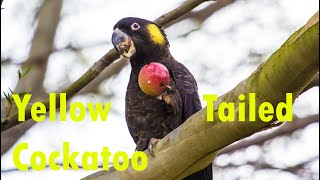 Yellow Tailed Black Cockatoo