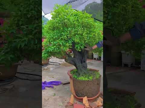is technique se jad jyada majbut Ho jaati Hai #shortvideo #shorts #trending