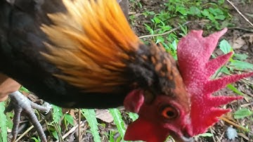 Cuab tau ib tug qaib qus daj  zoo nraug heev 10/10/2025