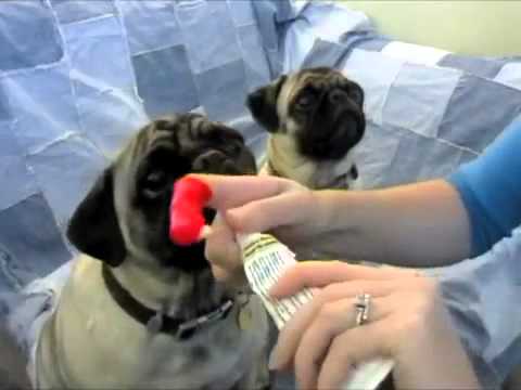 How To Brush Your Pug’S Teeth
