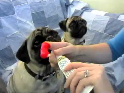 Taking Care of Your Pug's Teeth [+video]