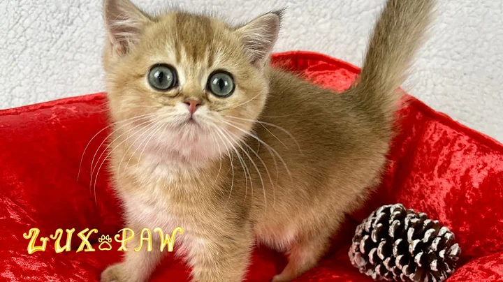 Video 696121: british shorthair longhair breeds, golden shaded british shorthair, british shorthair golden female, cute golden british shorthair, cattery